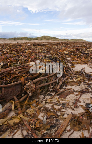 Una massa di aggrovigliate alghe Kelp sulla spiaggia Seahouses Northumberland REGNO UNITO Foto Stock