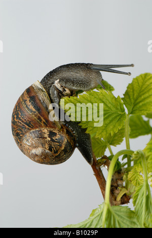 Giardino lumaca Cornu aspersum arrampicarsi su giovani foglie di lampone Foto Stock