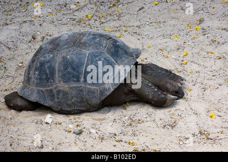 "Galápagos tartarughe giganti di Aldabra Atoll nelle Seychelles Foto Stock