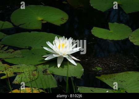 Bianco profumato giglio di acqua Nymphaea odorata America del Nord Foto Stock