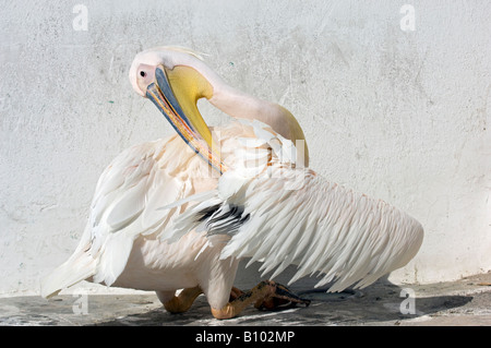 Petros il pellicano preening le sue piume. Mykonos, Cicladi, Grecia Foto Stock