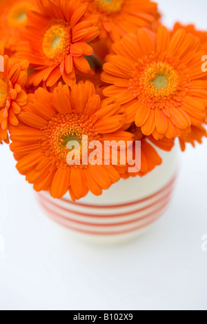 Orange gerbera in un vintage cina caraffa. Foto Stock