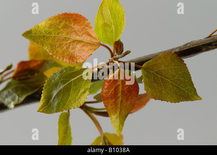 Giovani immaturi di foglie di molla su Populus struttura robusta Foto Stock