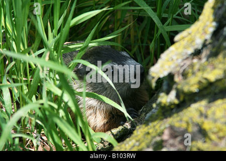 Baby marmotta o di marmotta nordamericana in den ingresso Marmota monax Nord America orientale Foto Stock