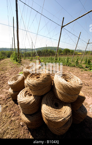 Stringa per la legatura Hop bines impilati nel piccolo villaggio di Cleobury Mortimer in Sud Shropshire con traliccio dietro. Foto Stock