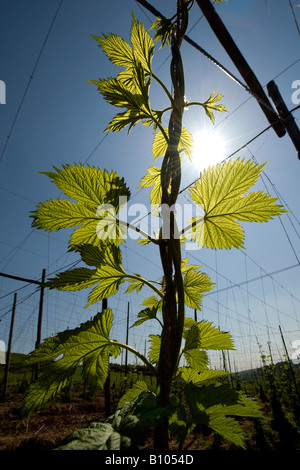 Un giovane hop bine si arrampica sotto il brillante sole primaverile nel piccolo villaggio di Cleobury Mortimer in Sud Shropshire. Foto Stock