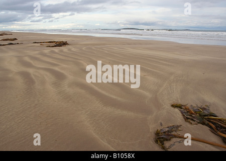 Spiaggia Seahouses con pezzi di alghe Kelp Northumberland REGNO UNITO Foto Stock