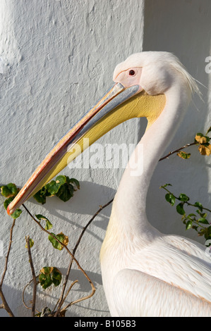 Petros il pellicano. Mykonos, Cicladi, Grecia Foto Stock