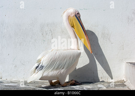 Petros il pellicano. Mykonos, Cicladi, Grecia Foto Stock