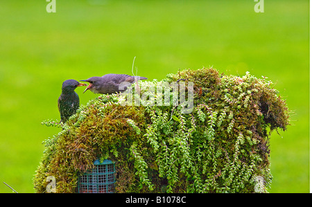 Starling Sturnus vulgaris. alimentazione dei giovani. Foto Stock