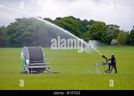 Lavoratore agricolo regolare lo spruzzo di una Bauer Rainstar sprinkler irrigazione su un raccolto di grano, Shottisham, Suffolk, Regno Unito. Foto Stock