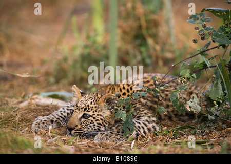 Closeup simpatico baby Leopard cub giocando accovacciato guardando intensamente pronto a balzare da macchia verde di fronte alla luce del sole uno sfondo morbido bella luce Foto Stock