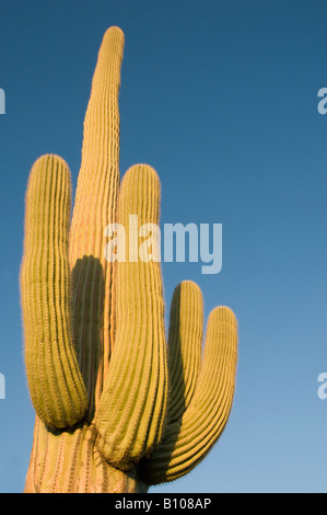 Cactus Saguaro (Carnegiea gigantea) tramonto, Parco nazionale del Saguaro, Tucson, Arizona Foto Stock