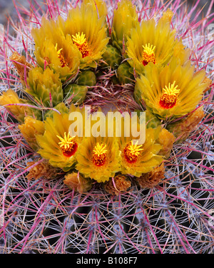 Anza Borrego Desert State Park CA Grappolo di fiori di colore giallo sulla canna Cactus Ferocactus acanthodes rosa con spine Foto Stock