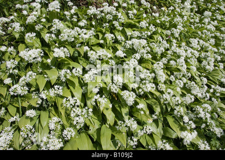 Ramsons o aglio selvatico Allium usinum siepe Carmathenshire Wales UK Foto Stock