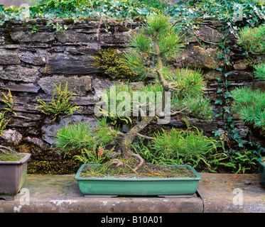 Il bonsai di pino silvestre, foresta di Berkeley, Co Wexford, Irlanda Foto Stock