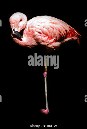 Flamingo su una gamba sola con sfondo nero Foto Stock