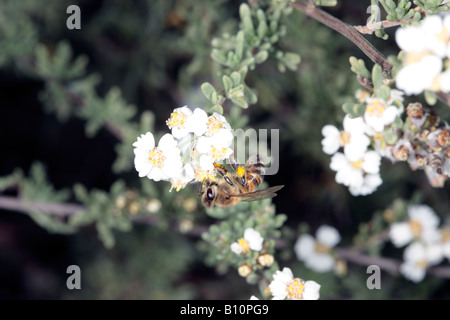 Wild/ Cape/Sandveld/ Rosmarino/ Snow Bush/Kapokbossie -Famiglia Asteraceae- e miele Bee-Eriocephalus africanus e Apis mellifera Foto Stock
