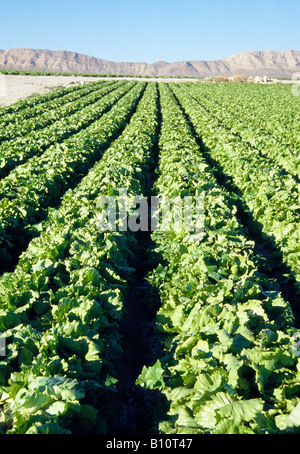 Campo di lattuga. Murcia Provincia. Spagna. Foto Stock