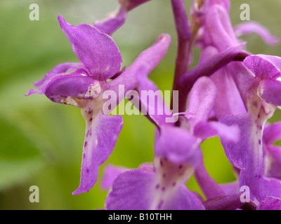 Inizio Purple Orchid, Orchis mascula Foto Stock