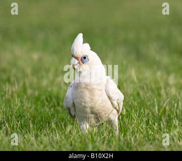 Un po' di Corella Cacatua (Cacatua sanguinea) nell'erba. Lago di pastore, Perth, Western Australia Foto Stock