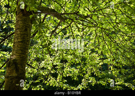 Argento tettoia di betulla Foto Stock