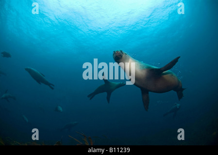 Australien leoni di mare Neophoca cinerea Tasmania Australia Foto Stock