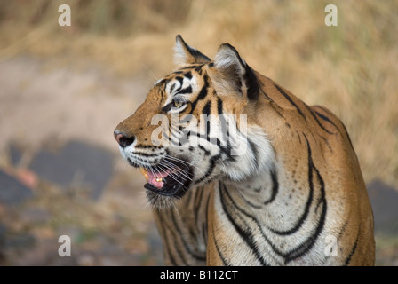 Tigre del Bengala ritratto (Panthera Tigris) Foto Stock