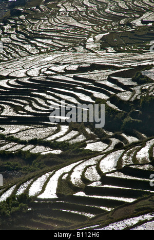Terrazze di riso vicino a Sapa Vietnam del Nord Foto Stock