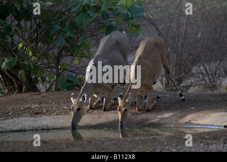 Nilgai o indiani Antilope (Boselaphus trogocamelus) Foto Stock
