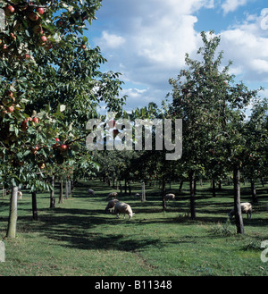 Pecore al pascolo sotto gli alberi di mele presso l'acquavite di sidro azienda Kingsbury Episcopi Somerset Foto Stock