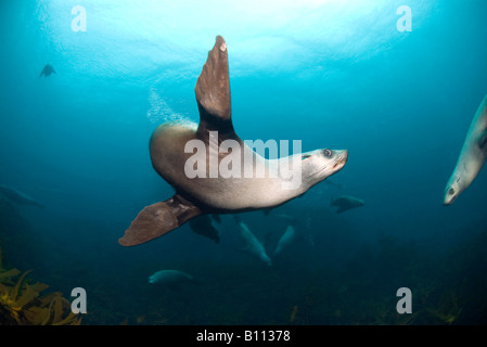 Australien leoni di mare Neophoca cinerea Tasmania Australia Foto Stock