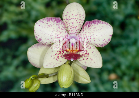 Vistosamente colorato fiore di un ibrido di Phalaenopsis orchid Foto Stock