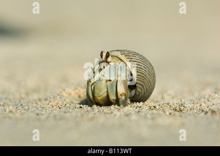 Eremita, granchio di mare di Cortez, Baja California MESSICO Foto Stock