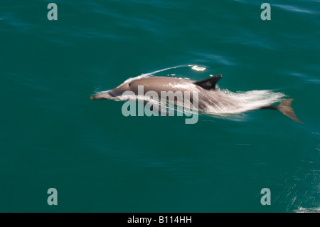 A lungo becco delfino comune (Delphinus capensis) Mar di Cortez, Baja California MESSICO Foto Stock