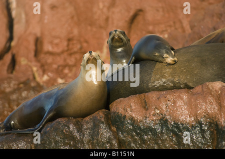 California i leoni di mare (Zalophus californianus) Los Islotes, Mare di Cortez, Baja California, Messico Foto Stock
