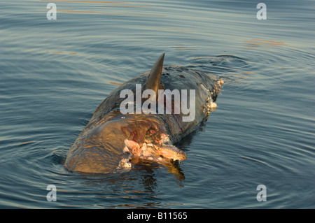 Capodoglio (Physeter macrocephalus) morto a superficie, Mare di Cortez , Baja California, Messico Foto Stock
