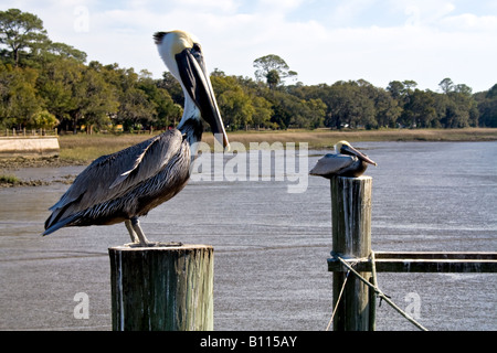 Due pellicani appollaiato su palificazioni di legno in Jekyll Island, Georgia Foto Stock