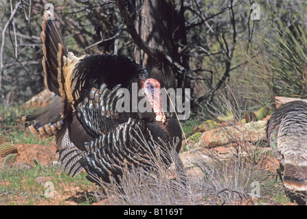 Foto di stock di una Turchia nel display di allevamento, Southern Utah Foto Stock