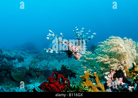 Leone sulla barriera corallina pterois volitans Komodo Indio Pacifico Indonesia Foto Stock