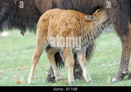 Foto di stock di un vitello di bisonte assistenza infermieristica e il Parco Nazionale di Yellowstone. Foto Stock