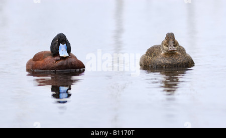 Maschio e femmina blu-fatturati anatre (Oxyura australis) presso il lago di pastore, Perth, Western Australia Foto Stock