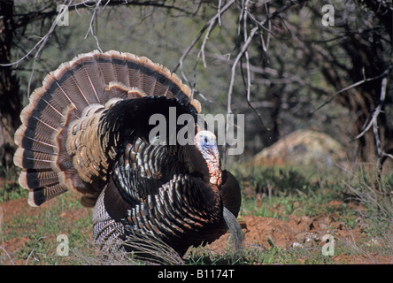 Foto di stock di una Turchia nel display di allevamento, Southern Utah Foto Stock