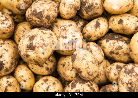 Raccolto di appena scavato patate primaticce Foto Stock