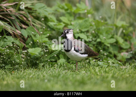 Pavoncella o Peewit - Vanellus vanellus Foto Stock