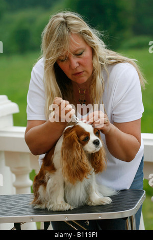 Donna rimozione spuntare dal Cavalier King Charles Spaniel blenheim tenaglie tick Foto Stock