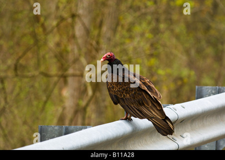 La Turchia vulture sulla barriera di sicurezza stradale Foto Stock