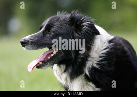 Vista laterale di Border Collie testa Foto Stock