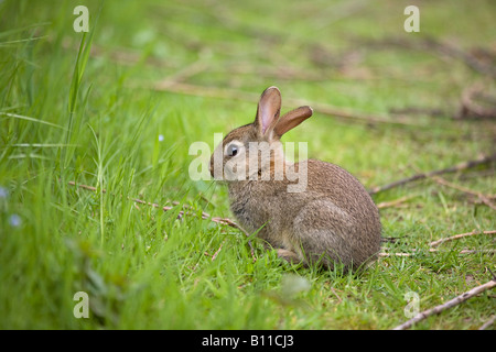 Cute giovane coniglio selvatico (Oryctolagus cunniculus) seduto ma attento nel campo. West Sussex, Inghilterra. Foto Stock