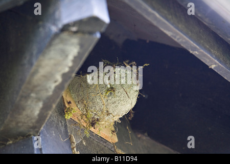 Nido di rondine artificiale riempito con materiale di annidamento fresco sotto le grondaie del tetto in primavera Foto Stock